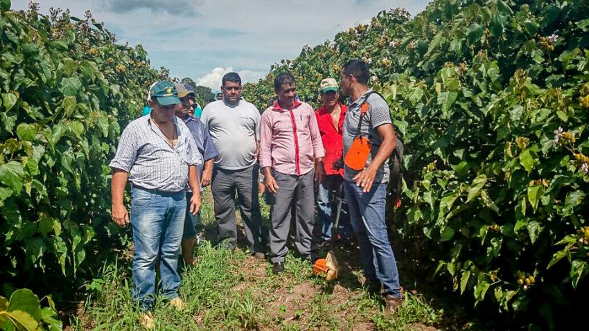 Visita a plantação de urucum